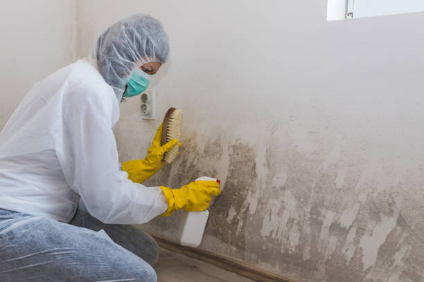 Why You Should Choose Our Mold Remediation Services in Colfax, WA